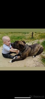 Americký stafordsirsky terier, Stafford, amstaf - 13