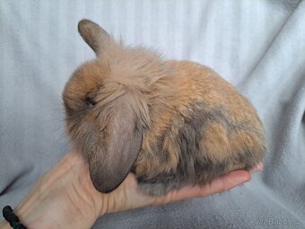 Zakrslý králíček beránek, zakrslý lvíček - 13