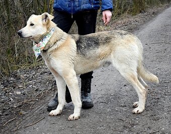 ŽIŽI K ADOPCI - 2 ROKY, ODDANÝ, BYSTRÝ, UČENLIVÝ - - 13