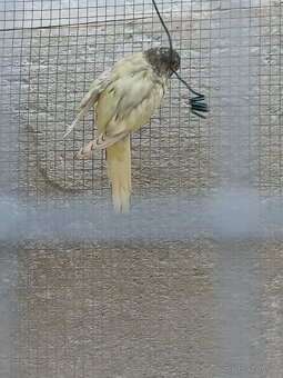 neofema modrohlavá - 13