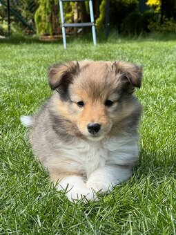 Sheltie dlouhosrsta s PP - kryti - 13