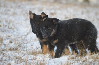 Německý ovčák - 13