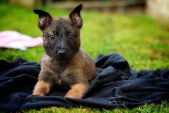 Belgický ovčák Malinois - 13