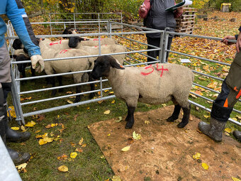 Plemenné beránky Suffolk - 13