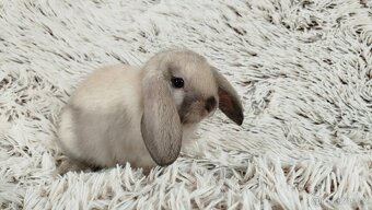 Zakrslý beránek, králíček, králík - REY - 13