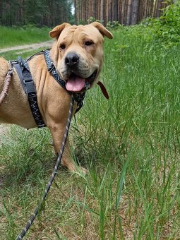 VANILKA K ADOPCI - 12m., vděčná, umazlená - 13