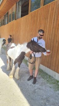 Prodej Irského Coba - 13