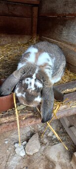 Francouzský  beran - 13