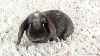 Zakrslý beránek, králíček, králík - ELLA - 13