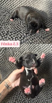 Americký stafordsirsky terier, Stafford, amstaf - 13