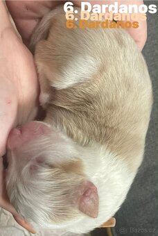 Border kolie s pp - 13