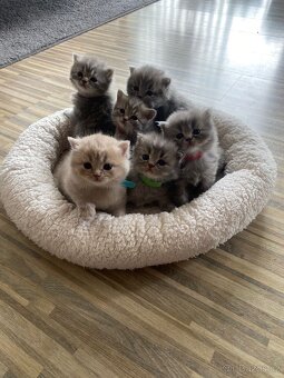 Britský kocourek ke krytí - 13