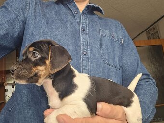 Jack Russel teriér - 13