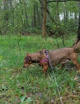 STELINKA K ADOPCI - umazlená jezevčí holčička - 13