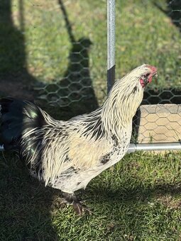 Kohouti hedvábnicky a Pavlovka - 13