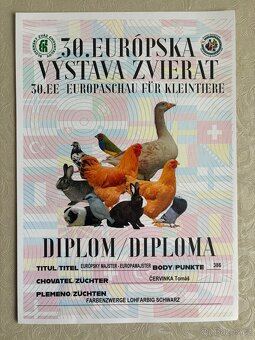 Mláďata zakrslých králíčků z chovu mistra Evropy - 13