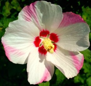 Ibišek Syrský keřový 12 barev - druhů - 13