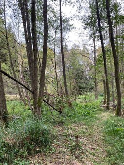 Pozemek 6 104 m² na Vysočině – BEZ RK - 13