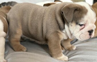 Anglicky Bulldog - 13