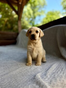Labrador, štěňátka - 13