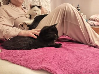 Hledá se domov pro 2 černá koťata - 13