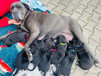 Cane Corso - 13