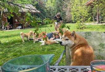 Shiba inu s PP /FCI / - 13