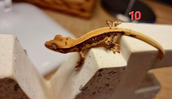 Pagekon řasnatý - 13