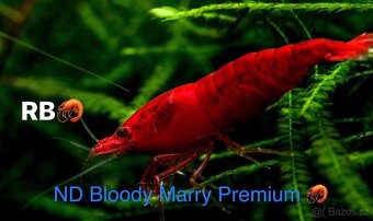 TOP AKVA KREVETKY PREMIUM Caridina a Neocaridina - Odchovy - 13