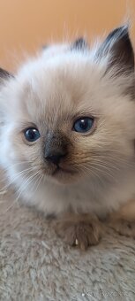 Ragdoll kotatka - 13