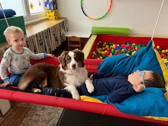 MINIATURNÍ AMERICKÝ OVČÁK - 13