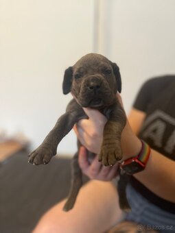 Štěně cane corso - 13