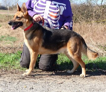 Roxy hledá domov - 13