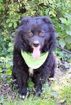 TICEAS K ADOPCI- 3 ROKY,TULÍCÍ ČERTÍK,HODNÝ,KLIDNÝ - 13