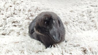 Zakrslý beránek, králíček, králík - BIBI - 13