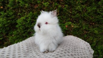 Zakrslý králík, králíček-(TEDDY)-ONŘEJ A OTA - 13