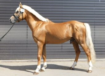 Valacha pony - 13