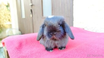 Zakrslý beránek, králíček, králík - ELLA - 13