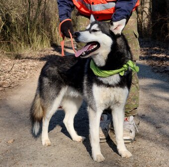 ALONZO K ADOPCI - přátelský, milý, kontaktní - 13