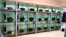 Endlerka (Poecilia wingei) - 13