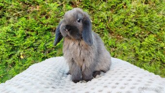 Zakrslý beránek, králíček, králík - PATRIK - 13