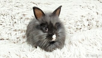 Zakrslý králík, králíček - HOLLY - 13