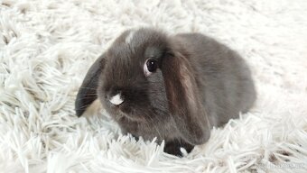 Zakrslý beránek, králíček, králík - DAN - 13