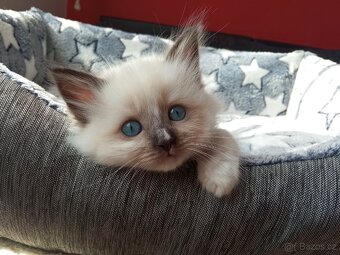 Kocourek Ragdoll ke krytí - 13