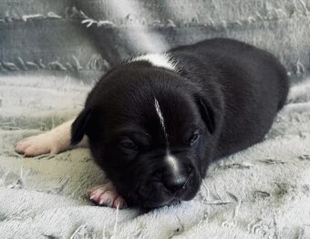 American Bully Pocket- Standart - 13