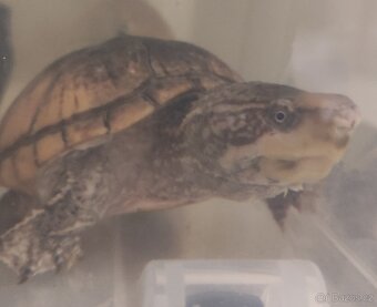 Klapavka obecná + vybavení. - 13