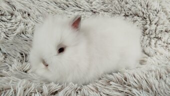 Zakrslý králík, králíček-(TEDDY)-HEIDY - 13