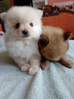 Pomeranian špic - 13