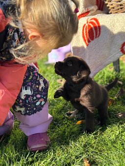 Labradorský retrívr s PP- kluci čokoládová - 13