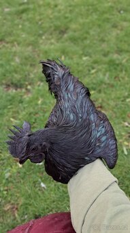 Kohouti Ayam Cemani, Cemanky, Cemanské slepice - 13